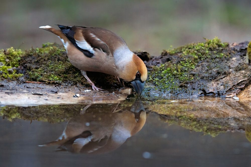 Photograph by Марат Кучкаев