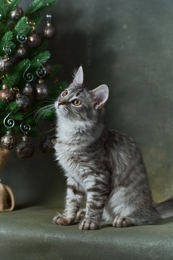 Фотография автора Мария Шабурникова