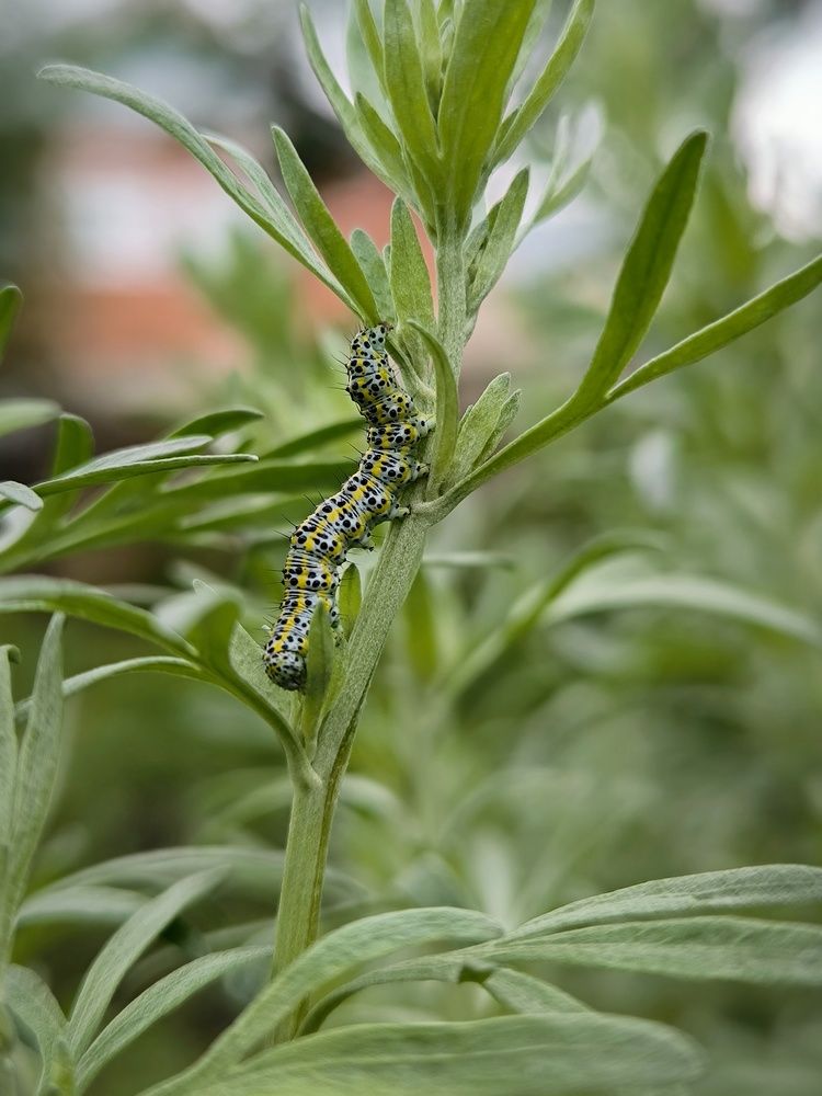 Photograph by Денис Хасанов