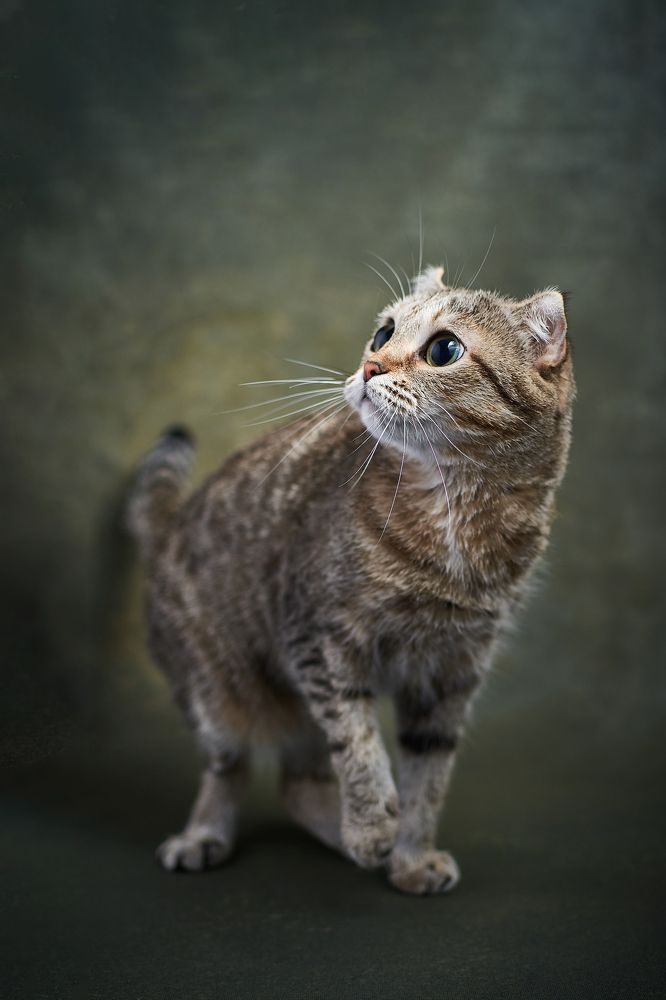 Фотография автора Мария Шабурникова