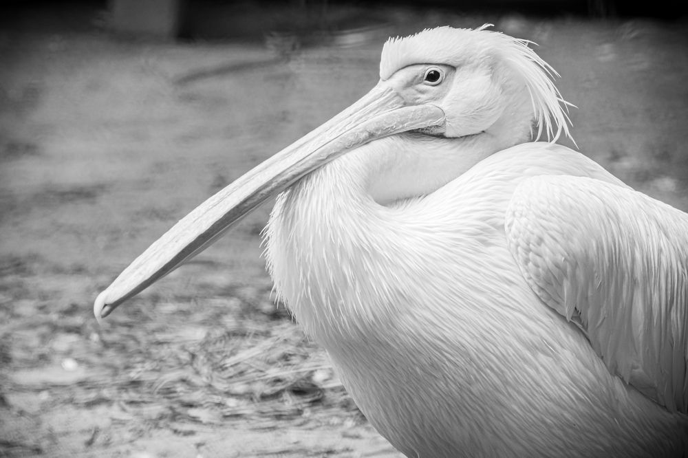 Photograph by Елена Берсенёва