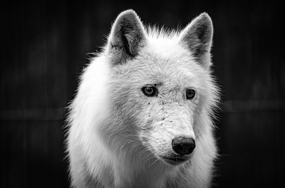 Photograph by Елена Берсенёва