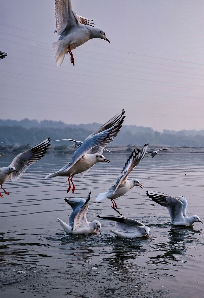 Photograph by HARSHIT MISHRA