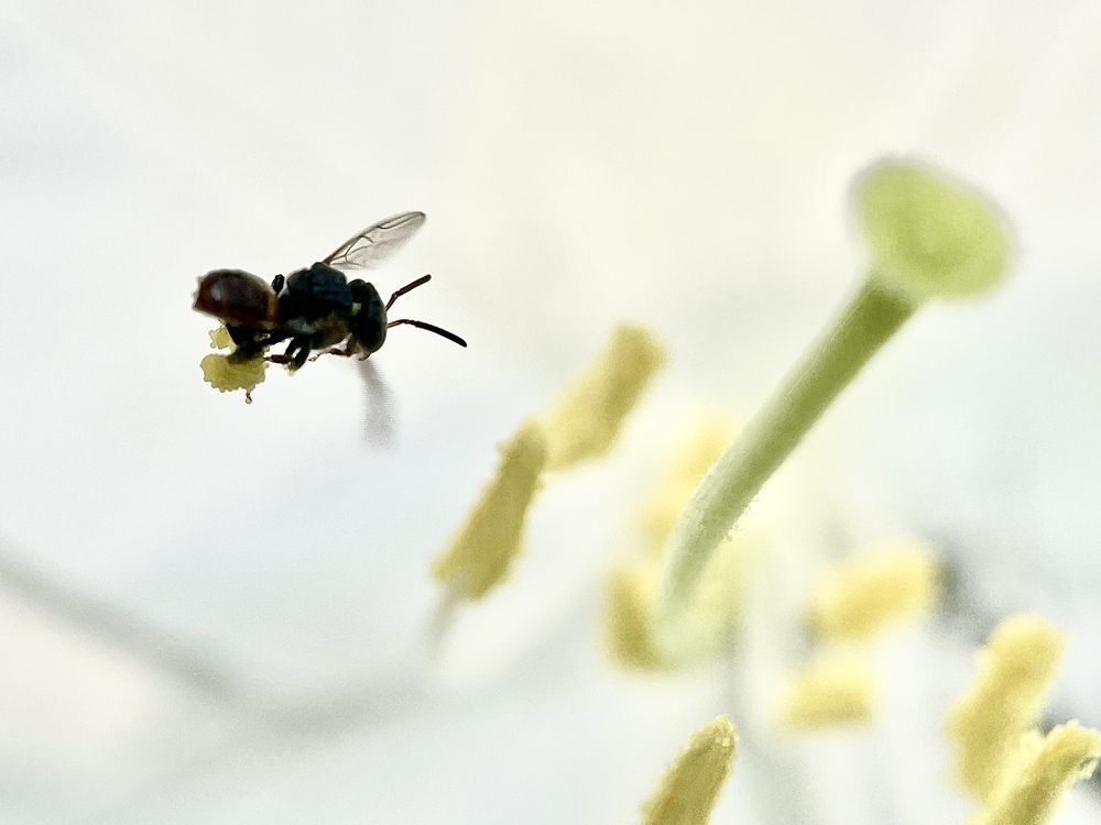 Фотография автора BIPLAB MISRA