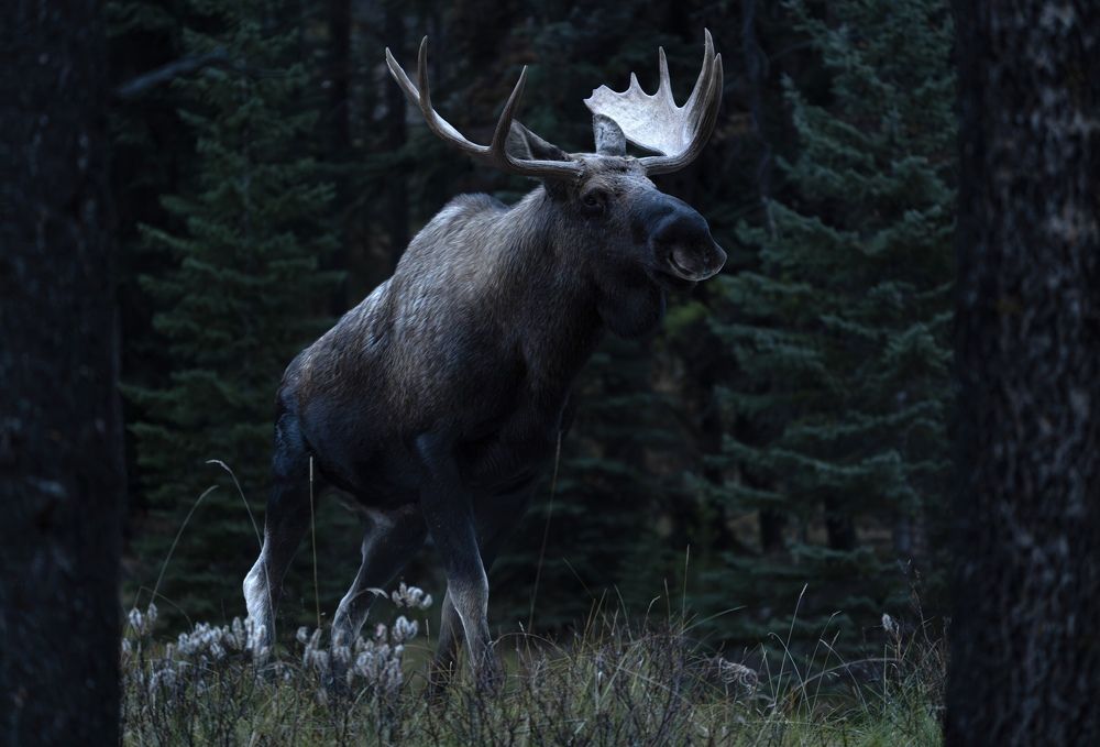 Photograph by Владимир Цветов