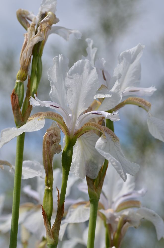 Photograph by Людмила Воропаева