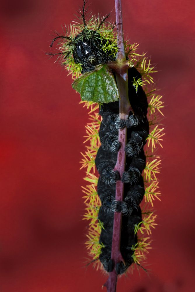 Photograph by Claudia Ruiz