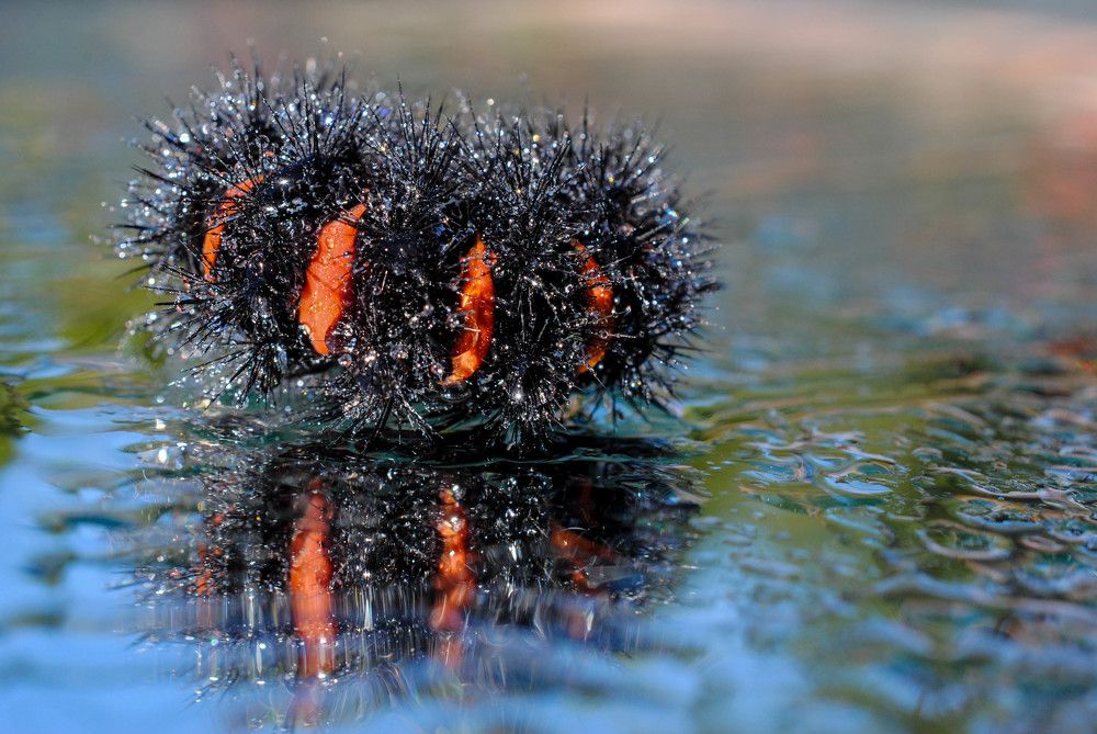 Photograph by Claudia Ruiz