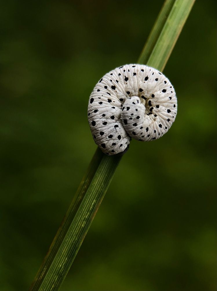 Photograph by Юлия Отставнова