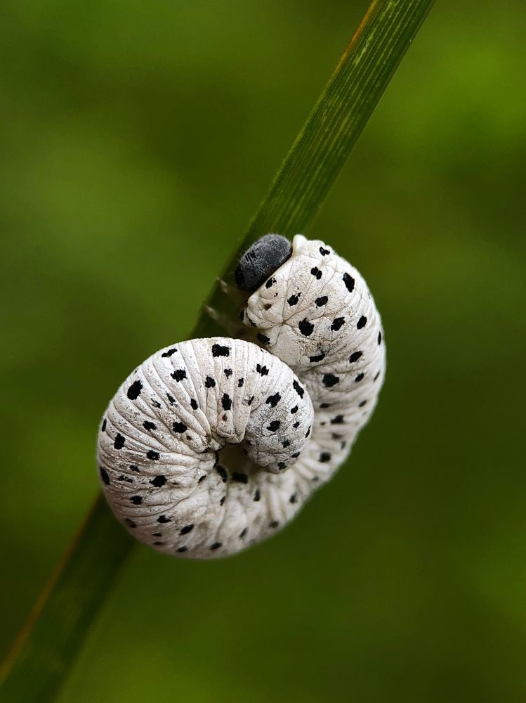 Photograph by Юлия Отставнова