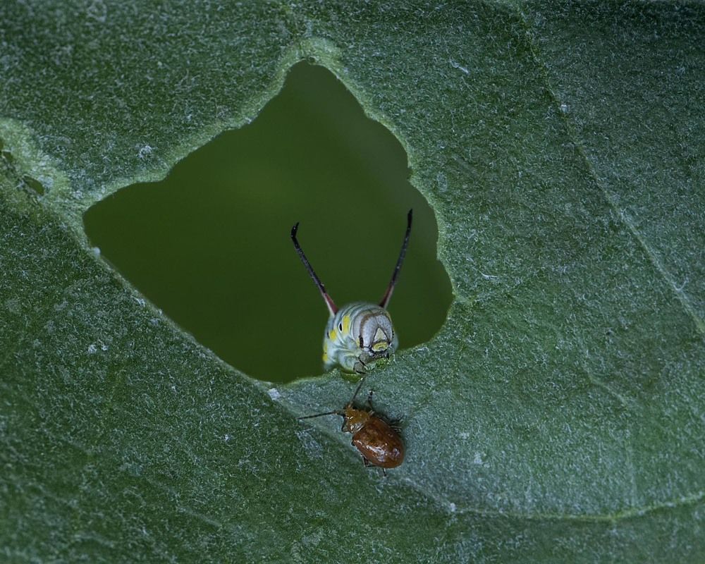 Photograph by Benjamine Dharashan