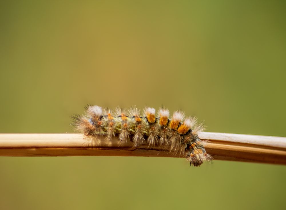 Photograph by Salih Younis