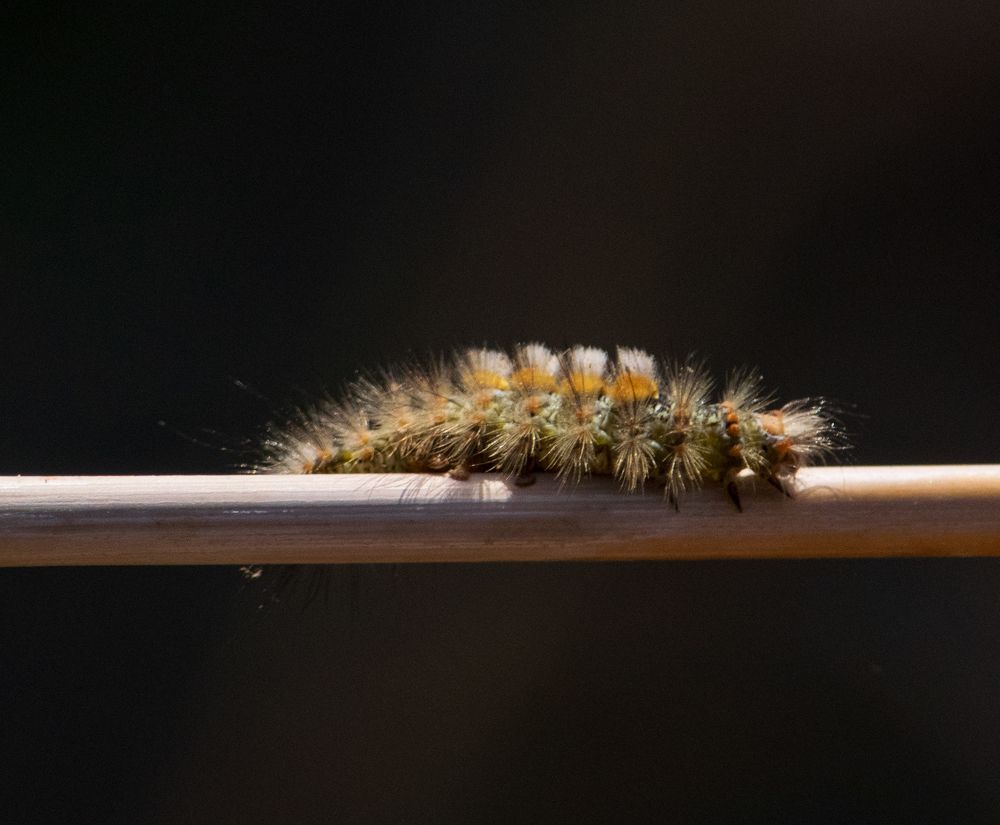 Photograph by Salih Younis