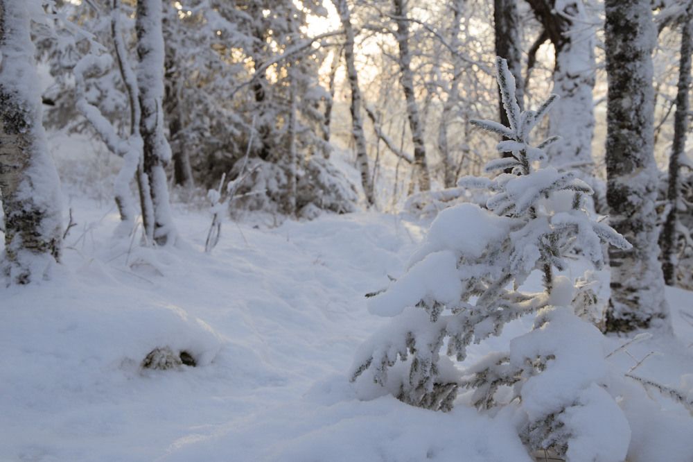 Photograph by Елена Перминова