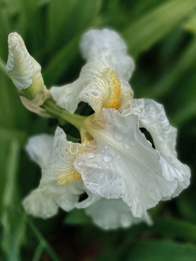 Ирис белый