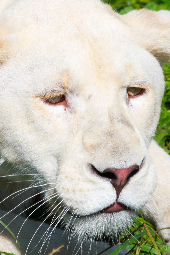 Фотография автора Elena Ku