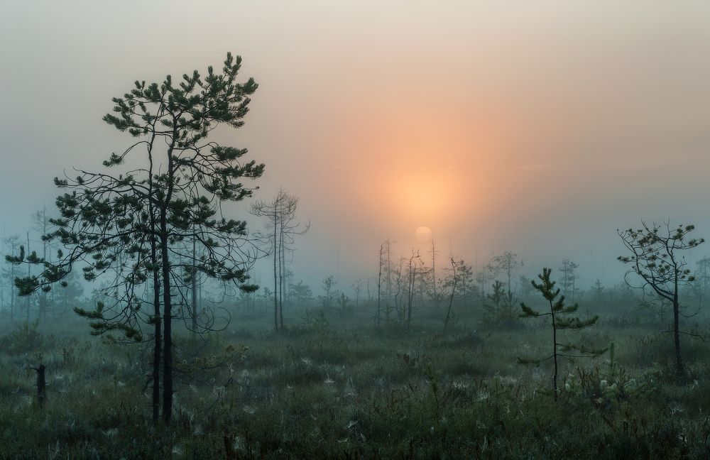 Photograph by Соколова Елена