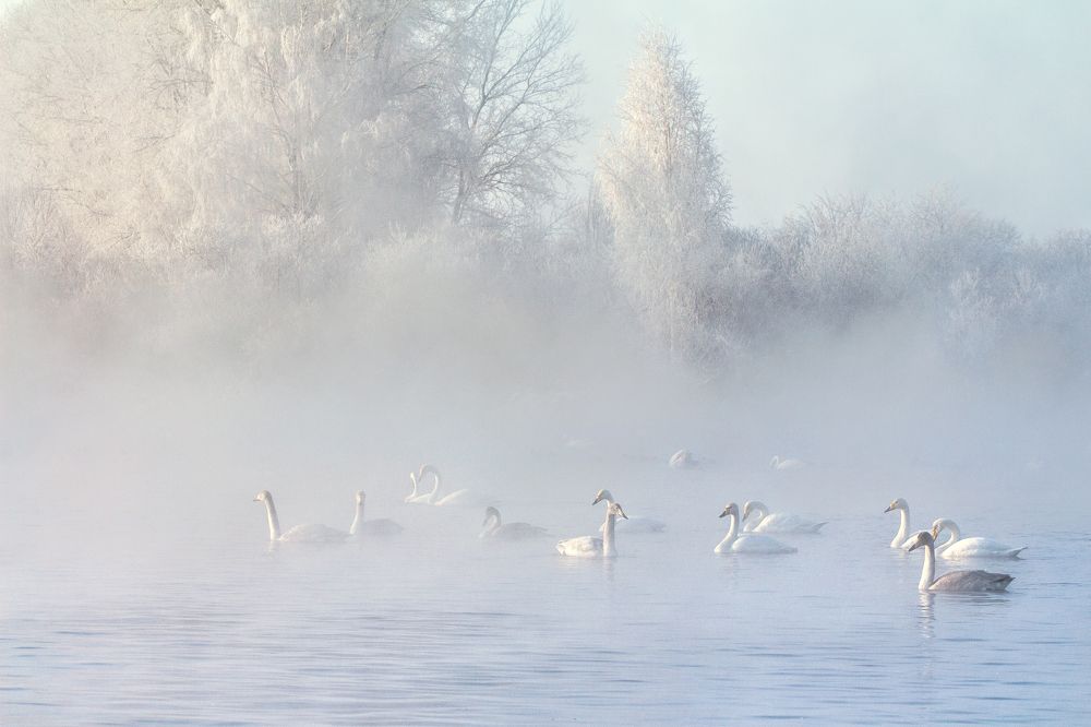 Морозный день на Лебедином озере.