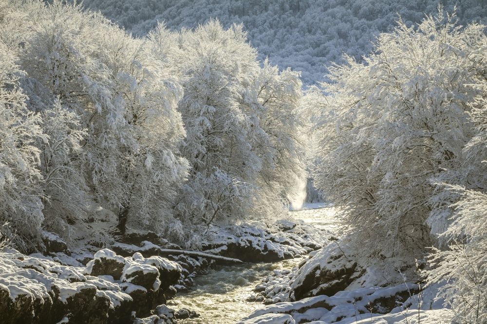 Деревья в куржаке.