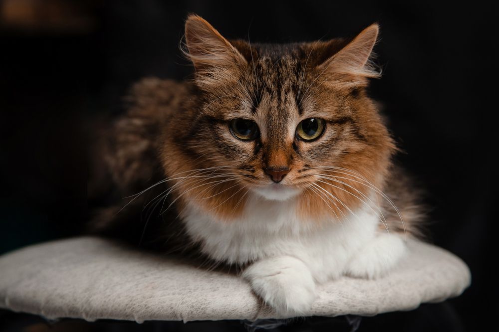 Photograph by Людмила Новосёлова