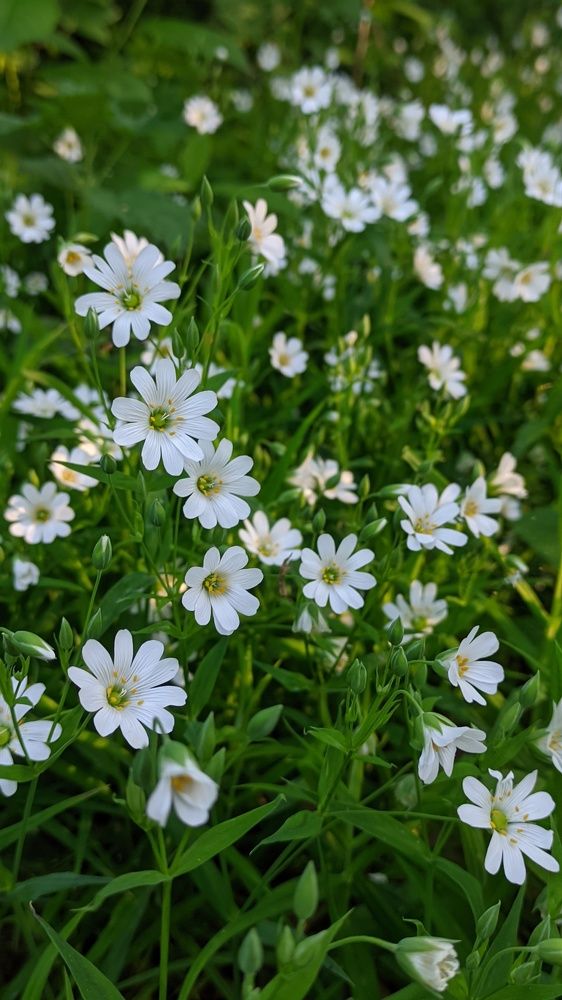 Фотография автора Васильева Ирина