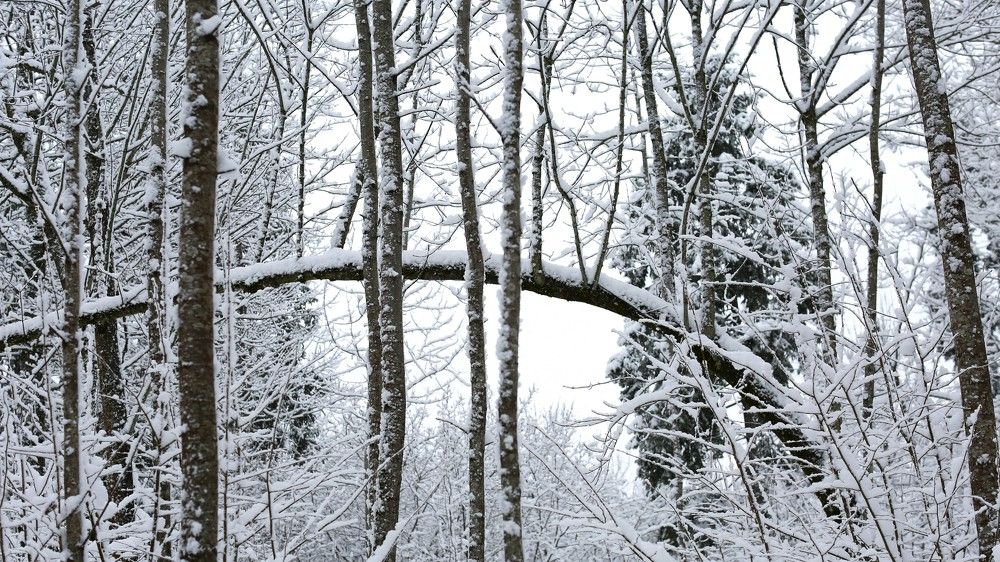 Белым - бело!