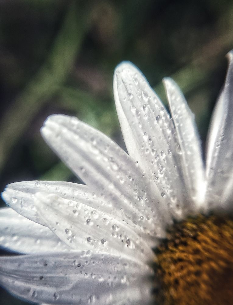 Photograph by Оксана Корепанова