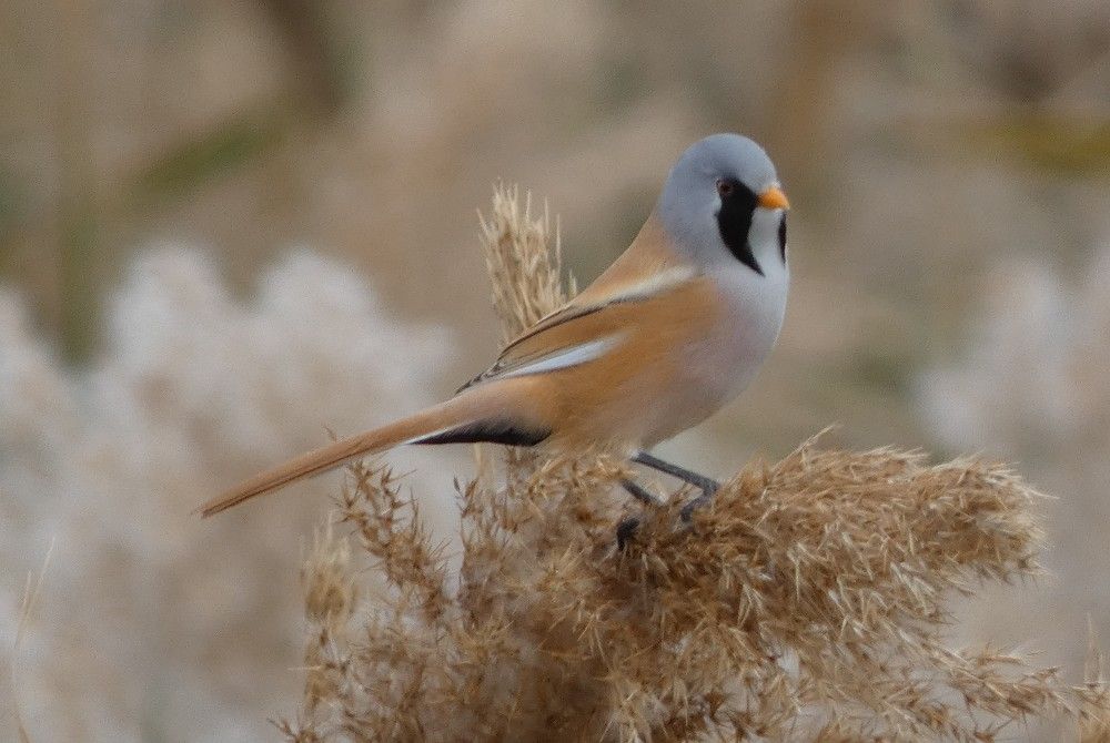 Photograph by Елена Юрьевна Шубенкина