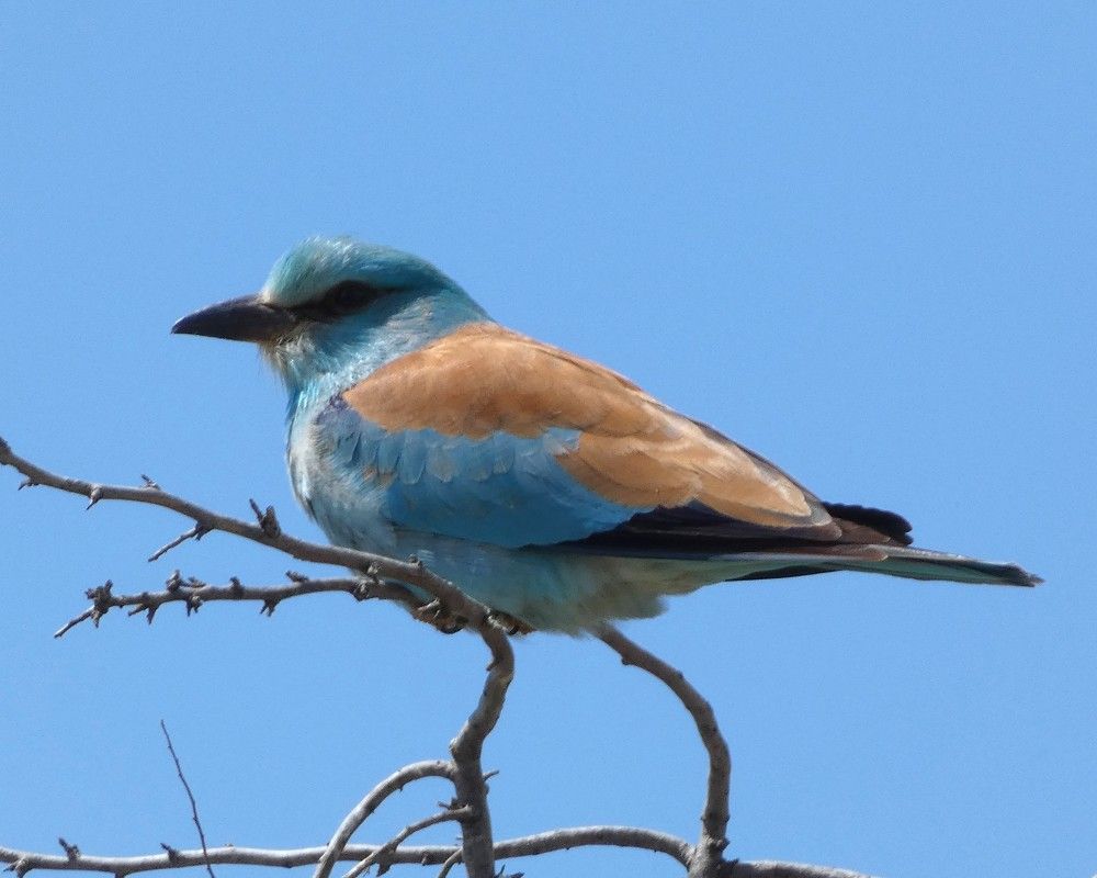 Photograph by Елена Юрьевна Шубенкина