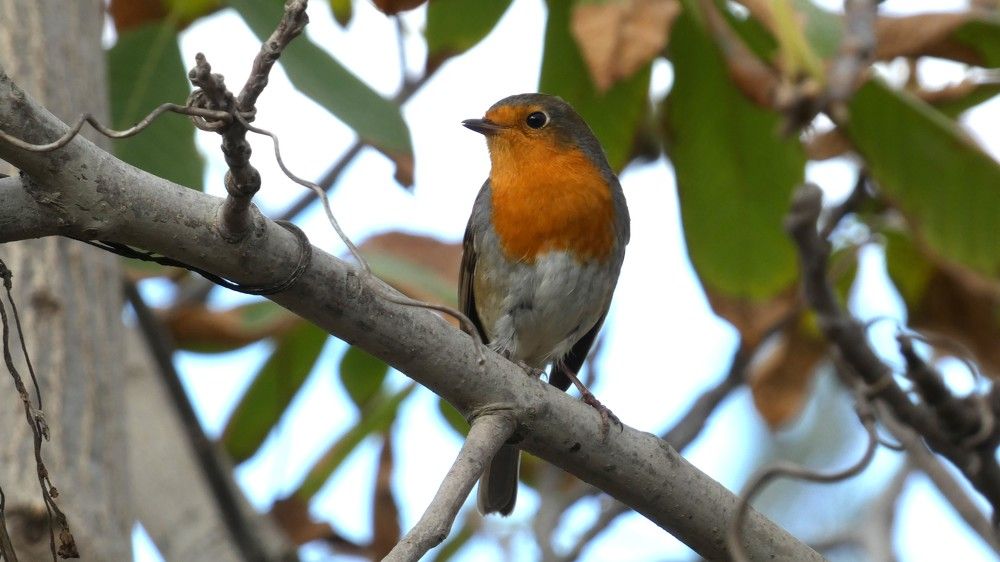 Photograph by Елена Юрьевна Шубенкина