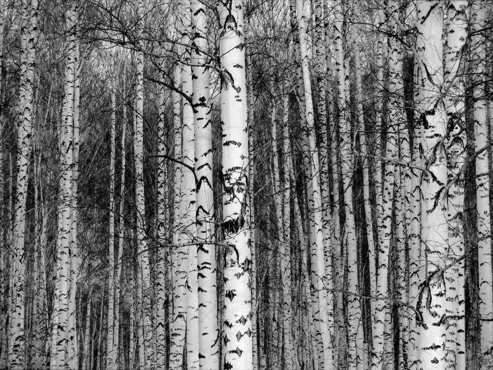 Фотография автора Nelya  Lysenko