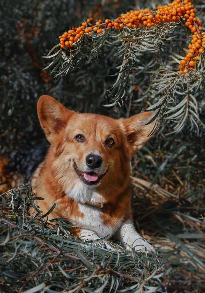 Photograph by Валерия Дурнева