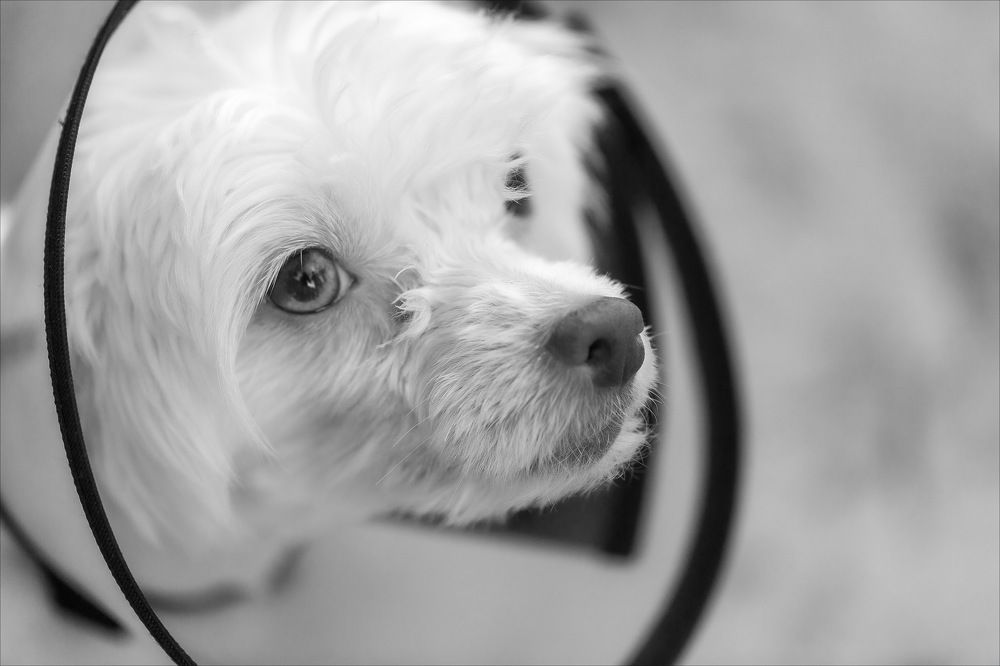 Photograph by Олег Григорьев