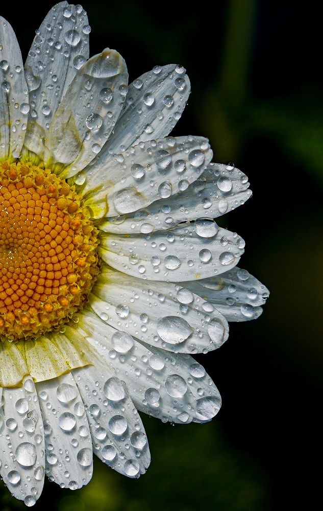 Photograph by kamran shirani