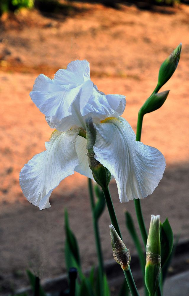 Photograph by Людмила Низова