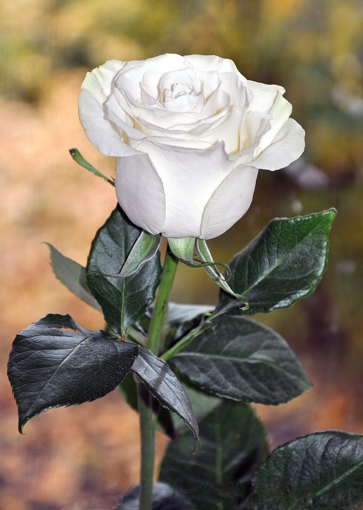 Photograph by Людмила Низова