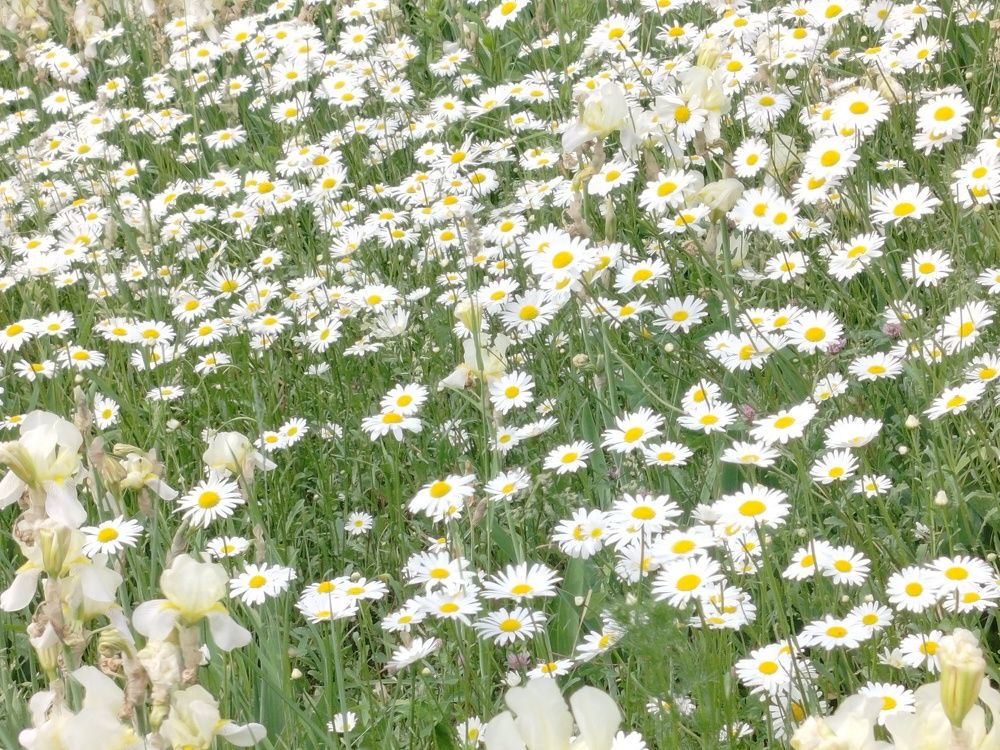 Фотография автора Алина Фирсова