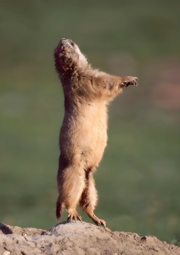 Photograph by Mike MacLean