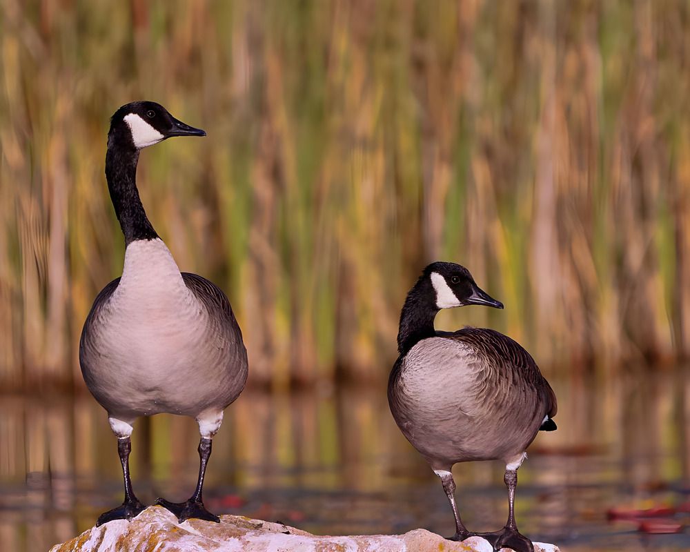 Photograph by Mike MacLean