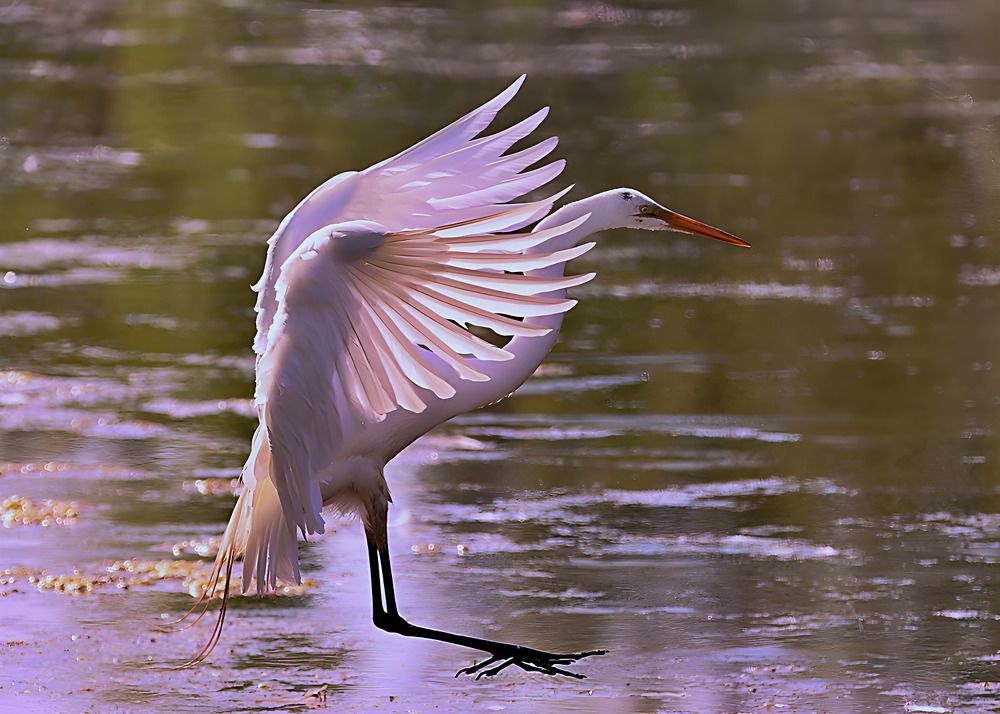 Photograph by Mike MacLean