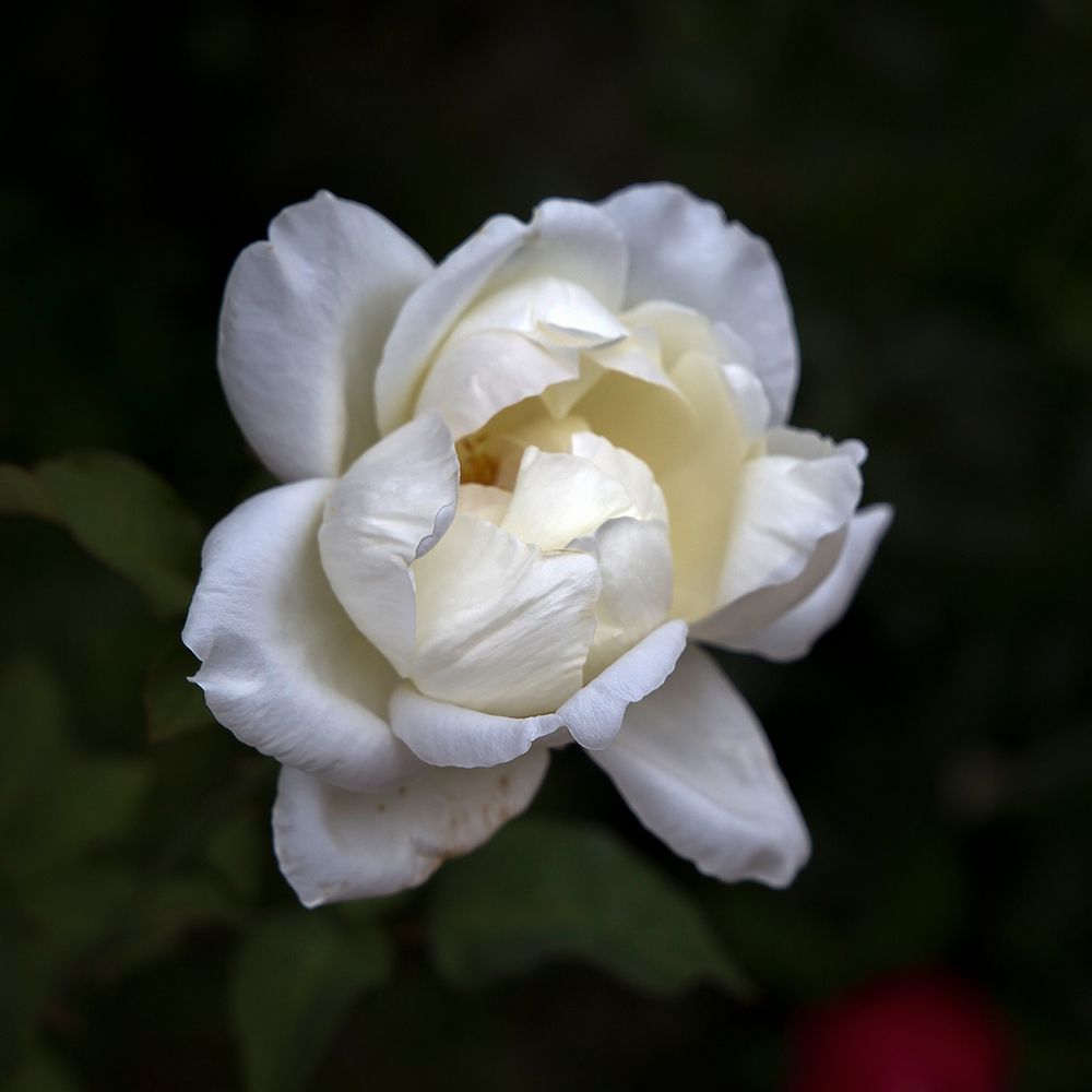 Фотография автора Aleksei Kartashov