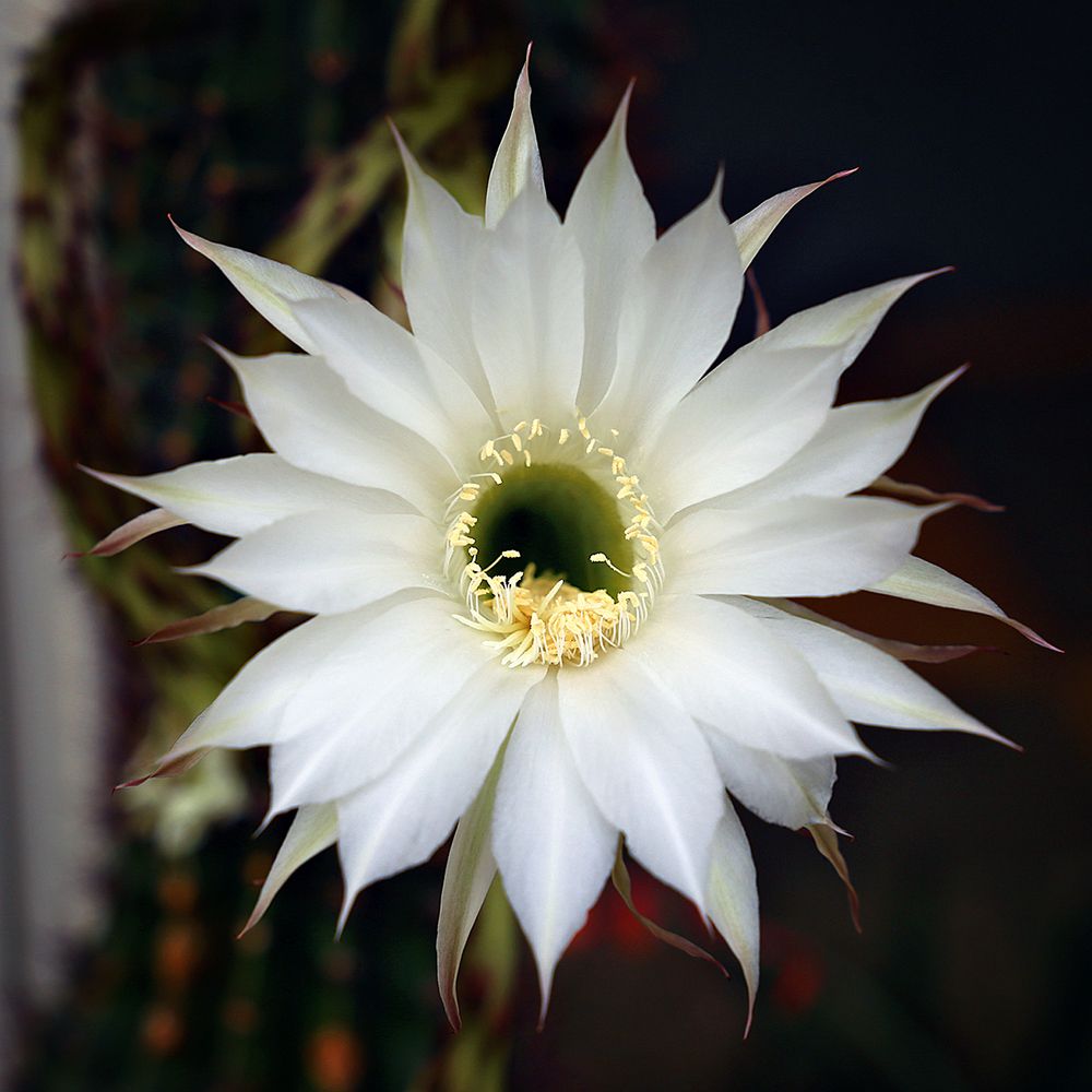 Фотография автора Aleksei Kartashov