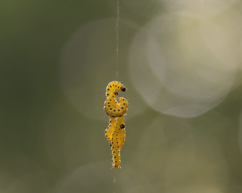 Photograph by LYUDMYLA POKRYSHEN