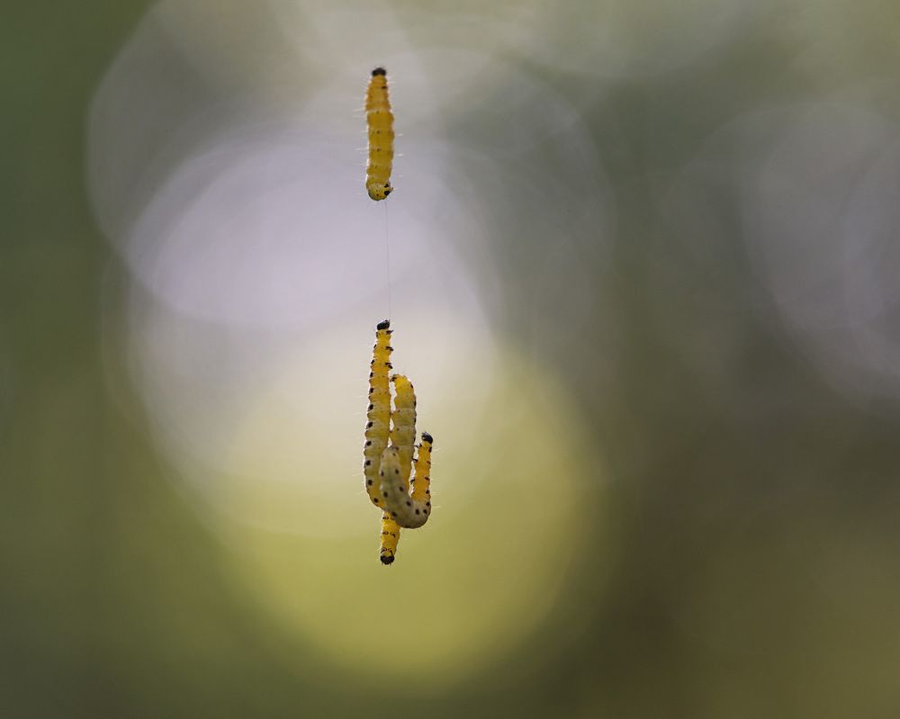 Photograph by LYUDMYLA POKRYSHEN