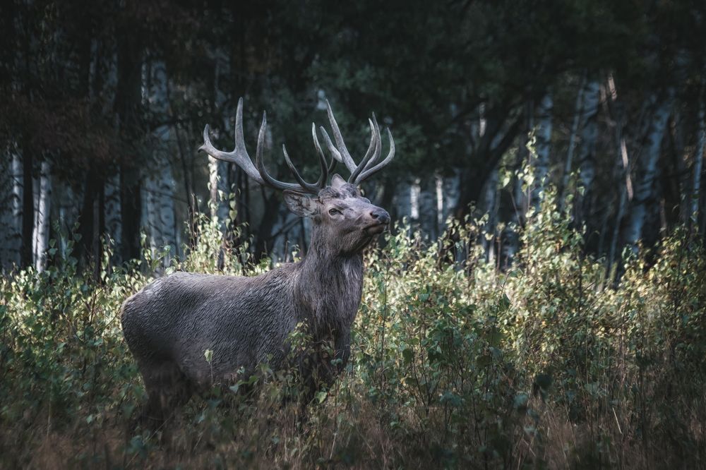Photograph by Глухарёва Ольга