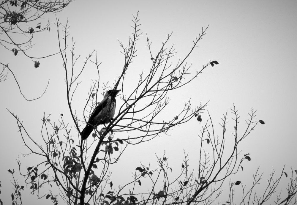 Photograph by Zahra HassanPour