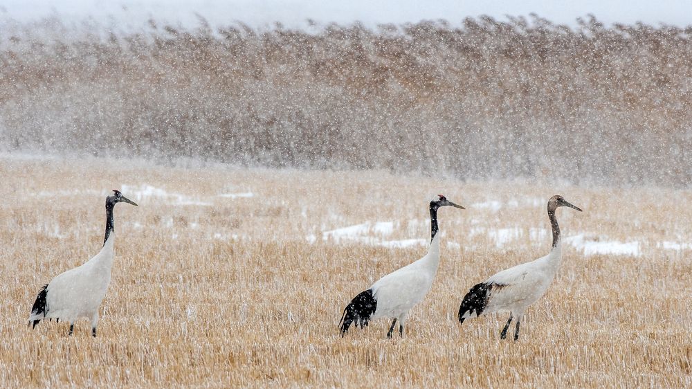 Photograph by константин