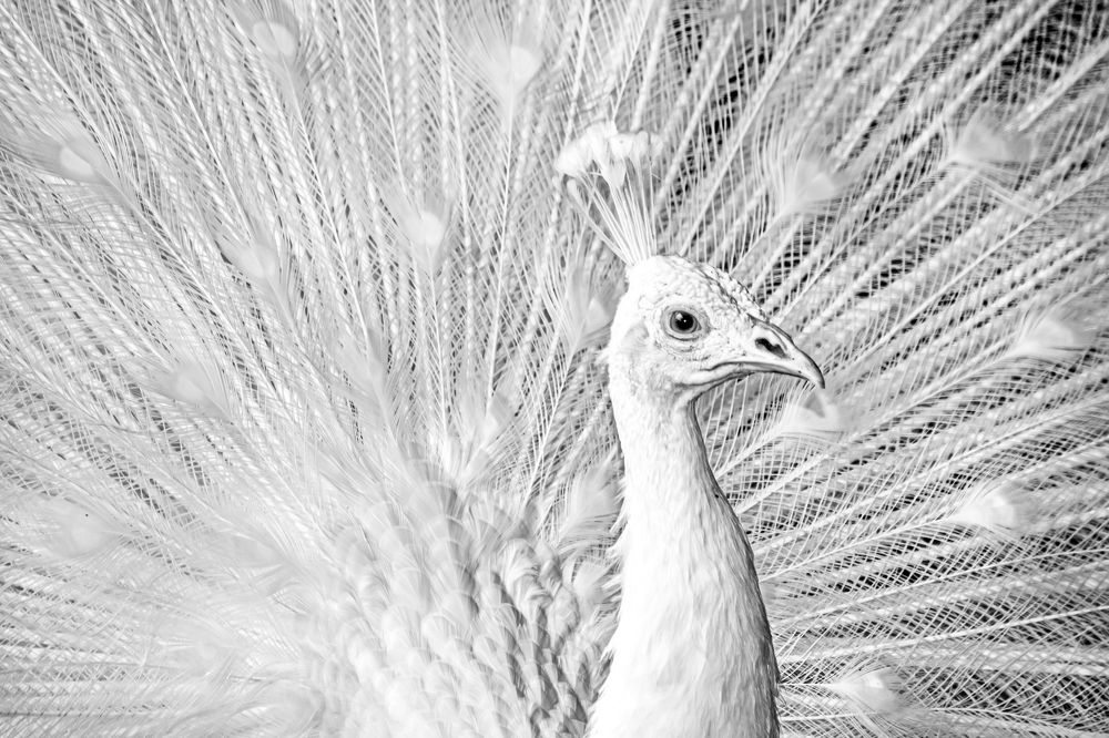 Фотография автора ChonTin NeCoTi