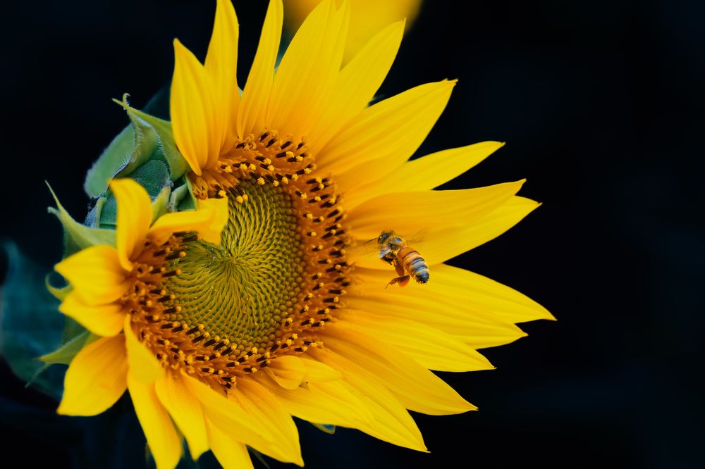 Photograph by Victoryvikas Dadala