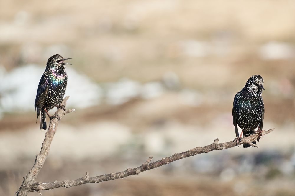 Photograph by Наталья Лабодина